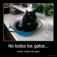 No todos los gatos... - tienen miedo del agua
