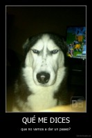 QUÉ ME DICES - que no vamos a dar un paseo?