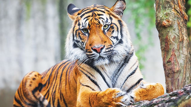 Bagi Yang Merayakan Imlek Di Bangku Kuliah Mereka Cenderung Rayakan Dengan Komunitas