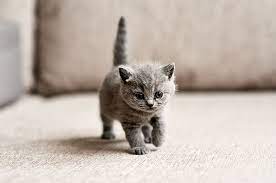 Lawakan Pandji Soal Kucing Mendapatkan Berbagai Respon Dari Pecinta Hewan